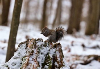 Eastern gray squirrel. Many juvenile squirrels die in the first year of life. Adult squirrels can have a lifespan of 5 to 10 years in the wild. Some can survive 10 to 20 years in captivity
