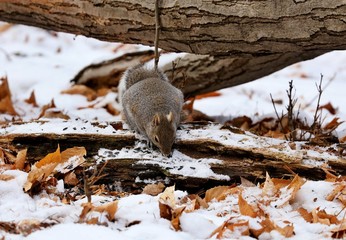 Eastern gray squirrel. Many juvenile squirrels die in the first year of life. Adult squirrels can have a lifespan of 5 to 10 years in the wild. Some can survive 10 to 20 years in captivity