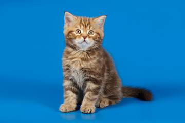 Studio photography of a scottish straight shorthair cat on colored backgrounds