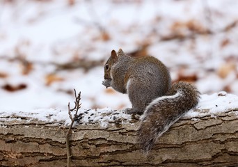 Eastern gray squirrel. Many juvenile squirrels die in the first year of life. Adult squirrels can have a lifespan of 5 to 10 years in the wild. Some can survive 10 to 20 years in captivity