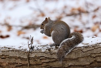 Eastern gray squirrel. Many juvenile squirrels die in the first year of life. Adult squirrels can have a lifespan of 5 to 10 years in the wild. Some can survive 10 to 20 years in captivity