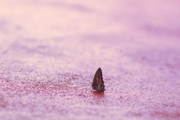 butterfly on wall