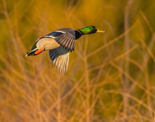 Mallard Drake in flight