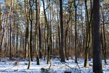 landscape snow trees dense forest in winter