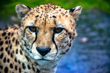 Big Cheetah close-up
