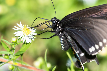 Spicebush Swallowtail Butterfly Sipping Nectar from the Accommodating Flower