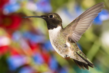Fototapeta na wymiar Black-Chinned Hummingbird Searching for Nectar in the Flower Garden
