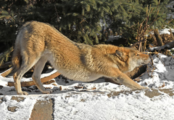 Eurasian Wolf (Canis lupus), male, yawns and stretches oneself