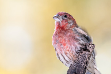 House Finch Perched Delicatly on a Slender Branch