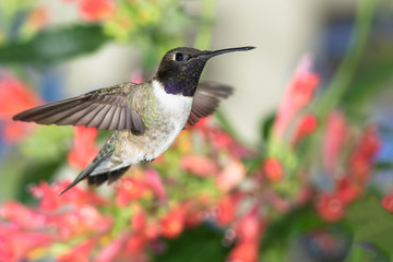 Black-Chinned Hummingbird Searching for Nectar Among the Red Flowers
