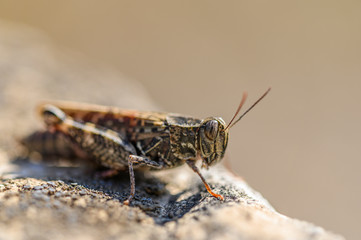 Rotflügelige Ödlandschrecke