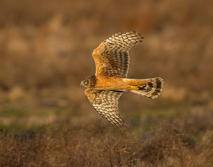 Northern Harrier in flight