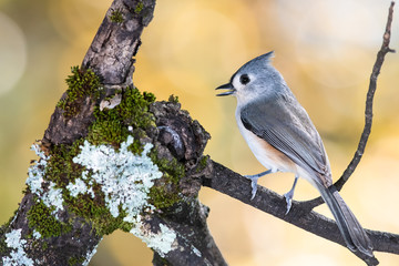 Tufted Titmouse Perched on an Autumn Branch
