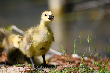 Newborn Goslings Learning to Complain, Argue, Scrabble and Squawk