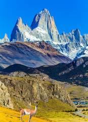 Picturesque guanaco graze on the hills © Kushnirov Avraham