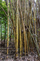 Fototapeta na wymiar Kamokila Village, Kauai, Hawaii, USA. - January 16, 2020: Yellow bamboo stalks in the forest along South Fork Wailua River.