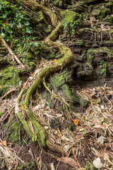 Kamokila Village, Kauai, Hawaii, USA. - January 16, 2020: Green tree root crawls as a snake upon black lava rock of cliff among other small green plants and brown dried leaves.