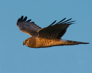 Northern Harrier in flight