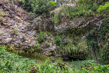 Kamokila Village, Kauai, Hawaii, USA. - January 16, 2020: Plants grow in front of Fern grotto...