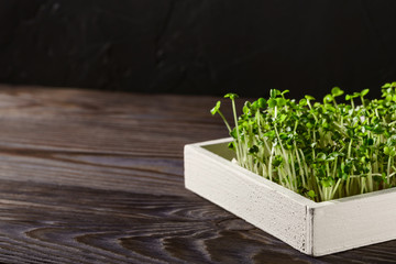 Fresh micro greens in a white wooden box on a dark brown background. Image with copy space, horizontal orientation.