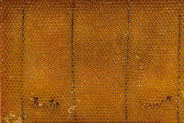 Natural bee panel extracted from the hive. Golden cells keep their hexagonal shapes in nature.