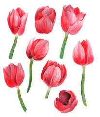 Watercolor set with red flowers isolated on white background. Hand painted elements perfect for design
