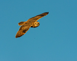 Short-eared Owl in flight