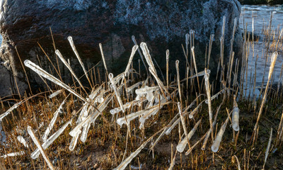 abstract formations of frozen sea reeds