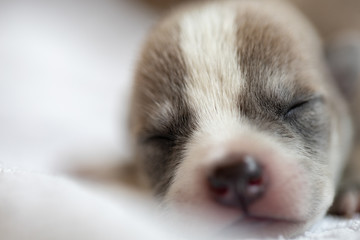 Close up baby dog puppy sleep on towel after eat milk, American pit bull baby dog just born