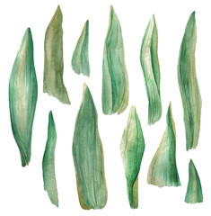 Watercolor set with green tulip leaves and its fragments isolated on white background. Hand painted elements perfect for design