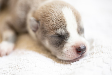 Baby dog puppy sleep on towel after eat milk, Dog American pit bull cute dog just born good pet in home.