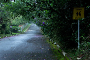 Fototapeta premium Countryside with forest and violet flowers