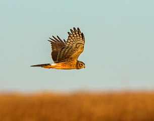 Northern Harrier in flight