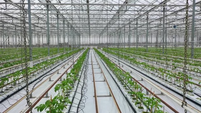 Inside industrial greenhouses, the process of growing plants. Tomato plants in a greenhouse and drip irrigation sistem. The rows of young bio lust tomatoes growing in large plant nursery. 