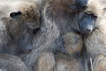 Baboon Family in the wilderness of Africa