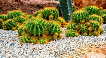 Cacti in the garden
