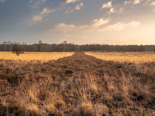 Ermelosche Heide with dry nature and huge trees