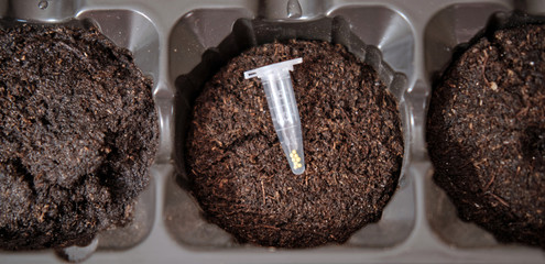 Small petunias seeds in a box on a peat pill