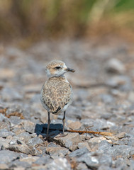 Killdeer chick