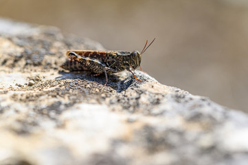 Rotflügelige Ödlandschrecke