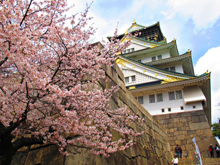 Cherry blossom tree in front of Osaka castle, Japan
