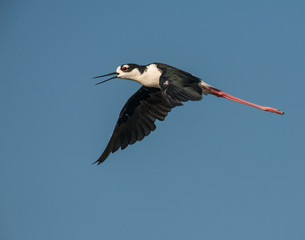 Black-necked Stilt