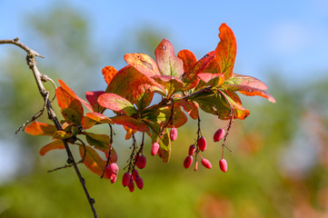 Berberitze (Berberis vulgaris)