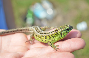 lizard on hand