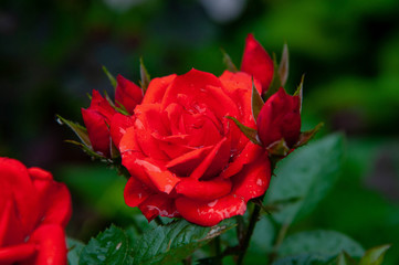 bright red rose, delicate flower close-up. little flower. raindrops on rose petals