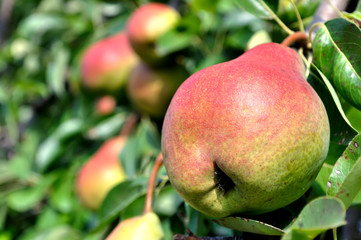 closeup of growing pears on a tree in the orchard