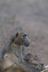 Baby baboon in the wilderness of Africa