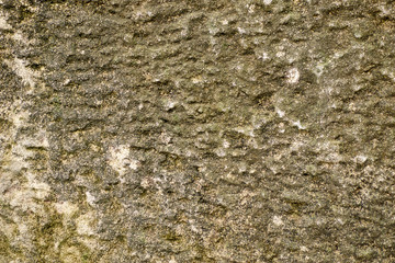 Uneven structure of stone, concrete with mold. Can be used as background.