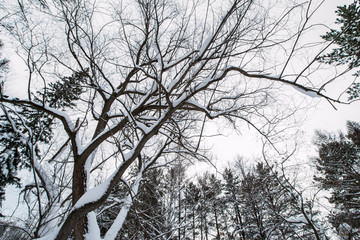 Obraz premium Snow-covered tree branches against a gray sky