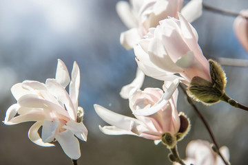 Magnolie